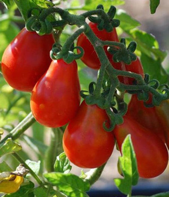 Pomidor koktajlowy - Czerwona gruszka - Sadzonka - Niezłe Ziółko