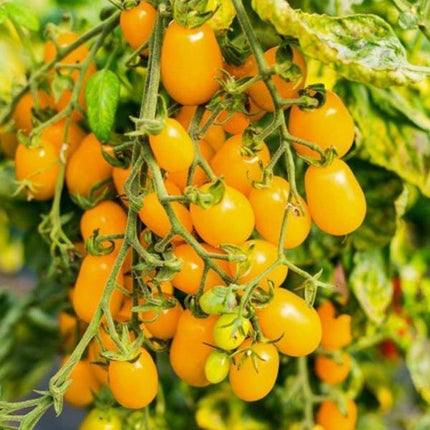 Pomidor Koralik Żółty - Sadzonka - Niezłe Ziółko