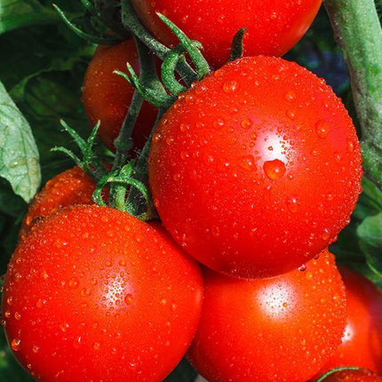 Pomidor Krakus - Sadzonka - Niezłe Ziółko