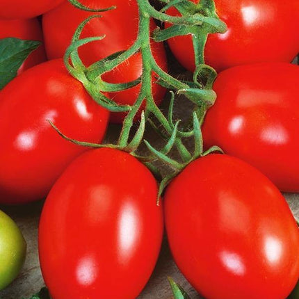 Pomidor Lima - Sadzonka - Niezłe Ziółko