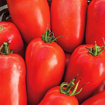 Pomidor Lima - Sadzonka - Niezłe Ziółko