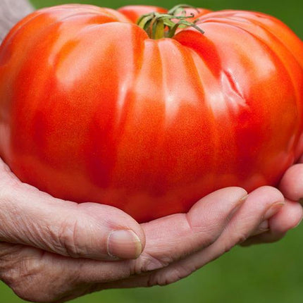 Pomidor Malinowy Gigant - Sadzonka - Niezłe Ziółko