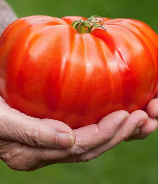 Pomidor Malinowy Gigant - Sadzonka - Niezłe Ziółko