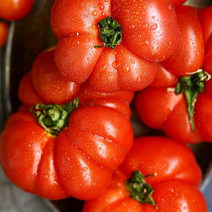 Pomidor Malinowy Olbrzym - Sadzonka - Niezłe Ziółko