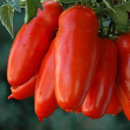 Pomidor Malinowy paprykowy - Sadzonka - Niezłe Ziółko