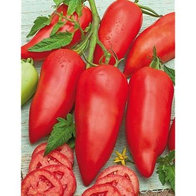 Pomidor Malinowy Paprykowy - Cornabel F1 - Sadzonka - Niezłe Ziółko