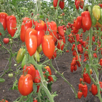 Pomidor Malinowy Paprykowy - Cornabel F1 - Sadzonka - Niezłe Ziółko
