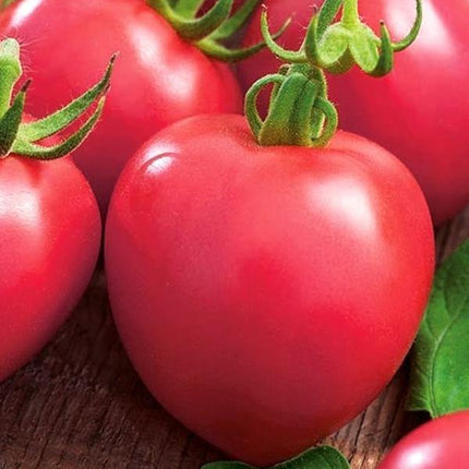 Pomidor Malinowy Rodeo - Sadzonka - Niezłe Ziółko
