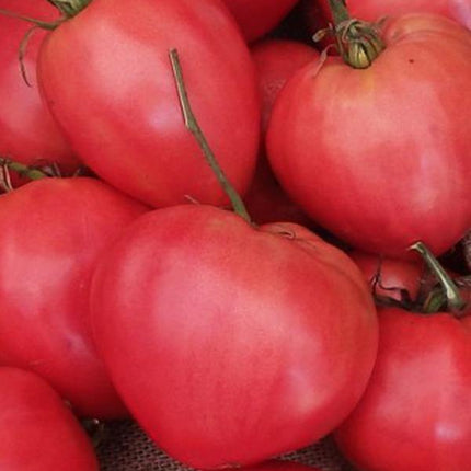 Pomidor Malinowy Rodeo - Sadzonka - Niezłe Ziółko
