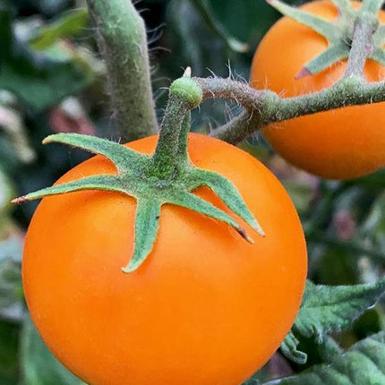 Pomidor Pomarańczowy - Sadzonka - Niezłe Ziółko