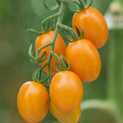 Pomidor Pomarańczowy - Sadzonka - Niezłe Ziółko