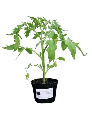 Pomidor Zielona Zebra - Sadzonka - Niezłe Ziółko