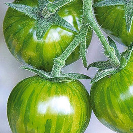 Pomidor Zielona Zebra - Sadzonka - Niezłe Ziółko