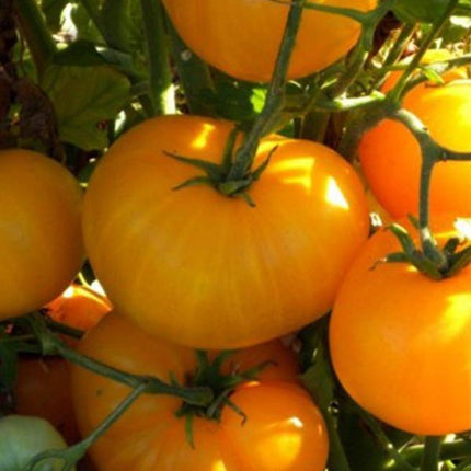 Pomidor Złoty Ożarowski - Sadzonka - Niezłe Ziółko