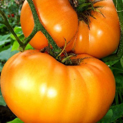 Pomidor Złoty Ożarowski - Sadzonka - Niezłe Ziółko