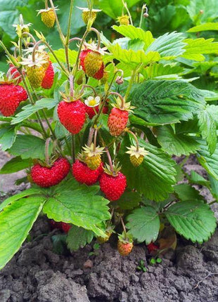 Poziomka Rugia - Sadzonka - Niezłe Ziółko