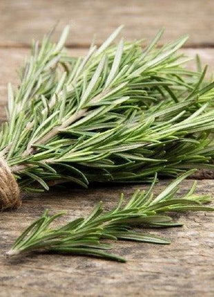 Rozmaryn - Sadzonka - Zioła w doniczce - Niezłe Ziółko