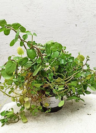 Rukiew Wodna - Sadzonka - Zioła w doniczce - Niezłe Ziółko