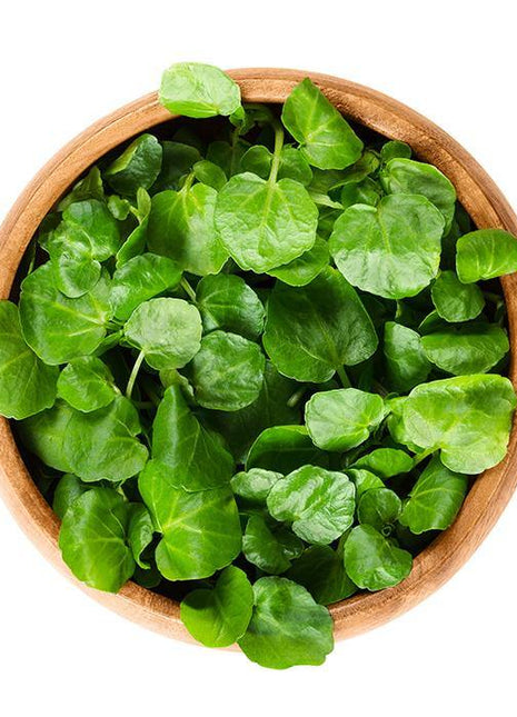 Rukiew Wodna - Sadzonka - Niezłe Ziółko