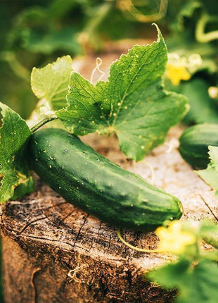 Sadzonka Ogórka - Ogórek Octopus F1 Gruntowy - Niezłe Ziółko