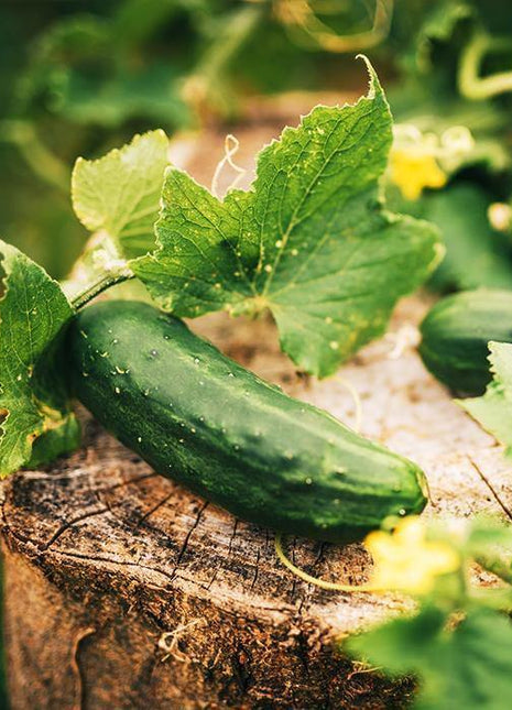 Sadzonka Ogórka - Ogórek Octopus F1 Gruntowy - Niezłe Ziółko