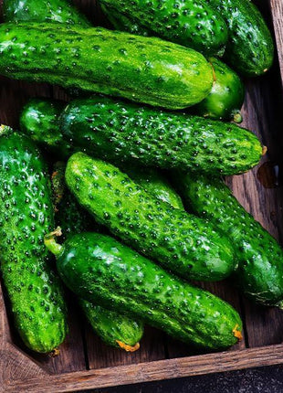 Sadzonka Ogórka - Ogórek Octopus F1 Gruntowy - Niezłe Ziółko