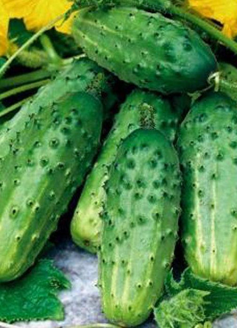 Sadzonka Ogórka - Ogórek Śremski F1 Gruntowy - Niezłe Ziółko