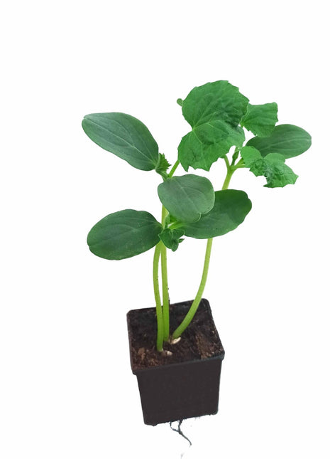 Sadzonka Ogórka - Ogórek Śremski F1 Gruntowy - Niezłe Ziółko