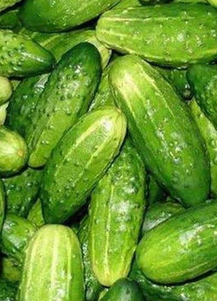 Sadzonka Ogórka - Ogórek Śremski F1 Gruntowy - Niezłe Ziółko