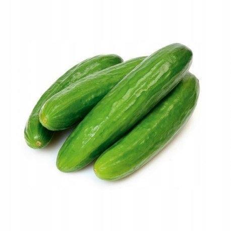 Sadzonka Ogórka - Ogórek Szklarniowy Iwa - Niezłe Ziółko