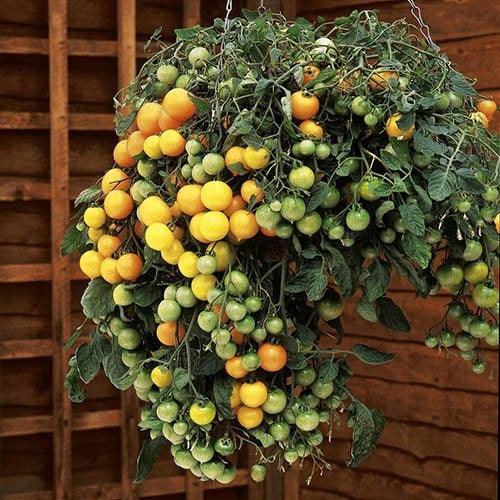 „Tumbling Tom Yellow” pomidor koktajlowy - Sadzonka - Niezłe Ziółko