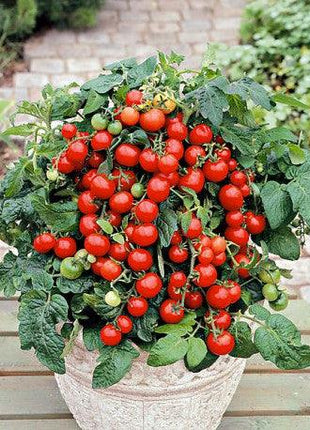 Sadzonka Pomidora - Pomidor Koktajlowy - Bajaja - Niezłe Ziółko