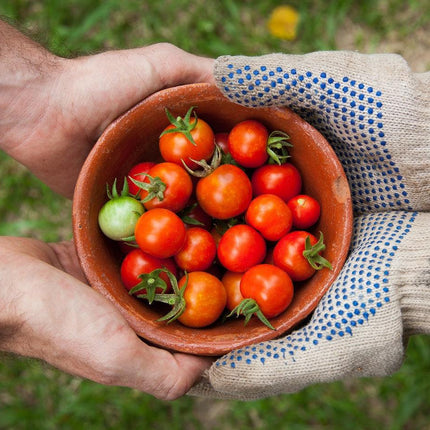 Sadzonka Pomidora - Pomidor Koktajlowy - Bajaja - Niezłe Ziółko