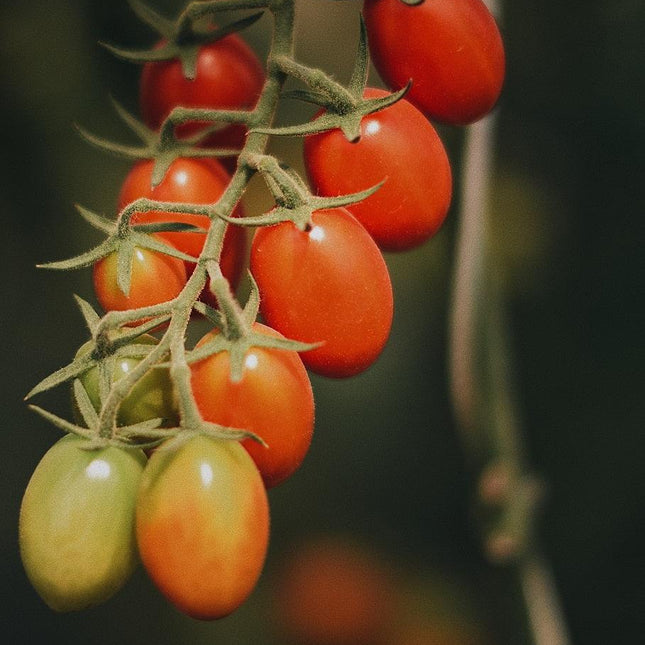 Sadzonka Pomidora - Pomidor Koktajlowy - Malinowy Kapturek - Niezłe Ziółko