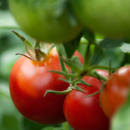 Sadzonka Pomidora - Pomidor Malinowy - Malinowy Ożarowski - Niezłe Ziółko