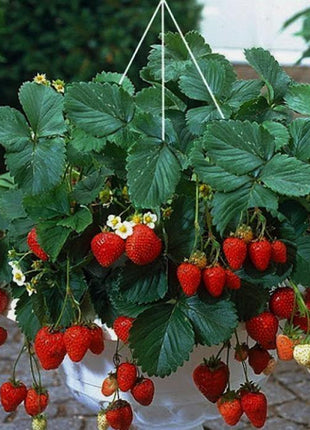 Truskawka wisząca pnąca - Sadzonka - Niezłe Ziółko