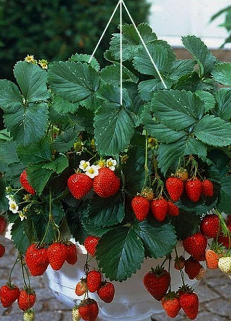 Truskawka wisząca pnąca - Sadzonka - Niezłe Ziółko