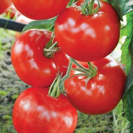 Sadzonki Pomidorów - Pomidor Czerwony - Baron - Niezłe Ziółko