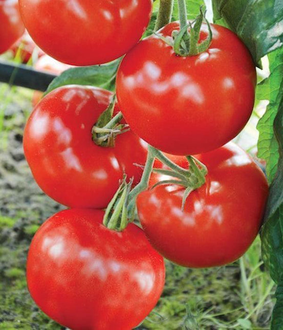 Sadzonki Pomidorów - Pomidor Czerwony - Baron - Niezłe Ziółko
