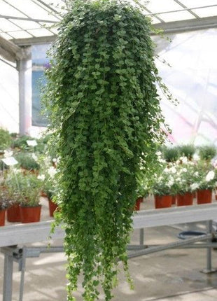 Satureja douglasii Indian Mint (cząber) - Sadzonka - Zioła w doniczce - Niezłe Ziółko