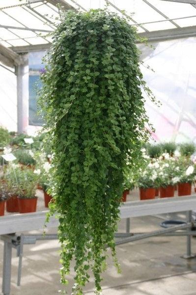 Satureja douglasii Indian Mint (cząber) - Sadzonka - Niezłe Ziółko