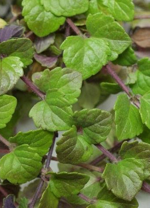 Satureja douglasii Indian Mint (cząber) - Sadzonka - Zioła w doniczce - Niezłe Ziółko