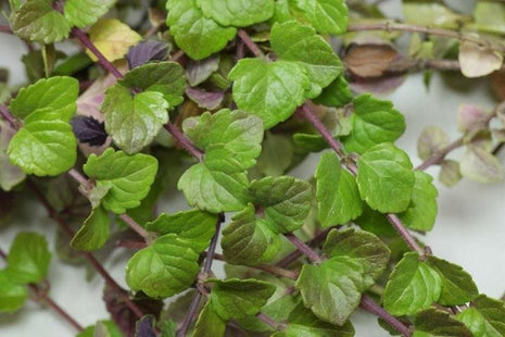 Satureja douglasii Indian Mint (cząber) - Sadzonka - Niezłe Ziółko