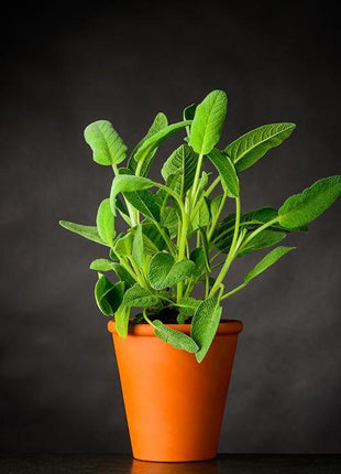 Szałwia - Sadzonka - Zioła w doniczce - Niezłe Ziółko