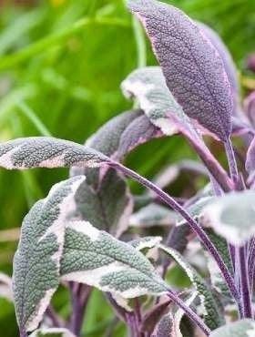 Szałwia 'Tricolor' - Sadzonka - Niezłe Ziółko