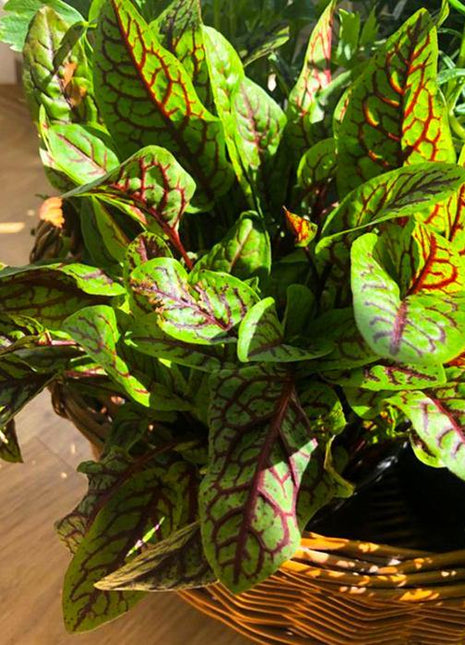 Szczaw Krwisty - Sadzonka - Niezłe Ziółko