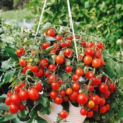 „Tumbling Tom Red” pomidor koktajlowy - Sadzonka - Niezłe Ziółko