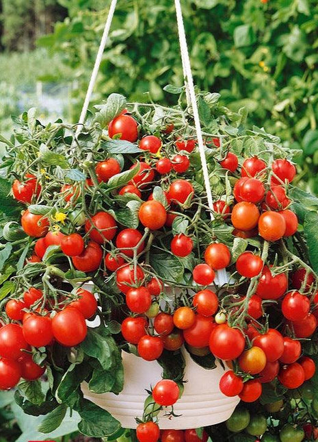 „Tumbling Tom Red” pomidor koktajlowy - Sadzonka - Niezłe Ziółko