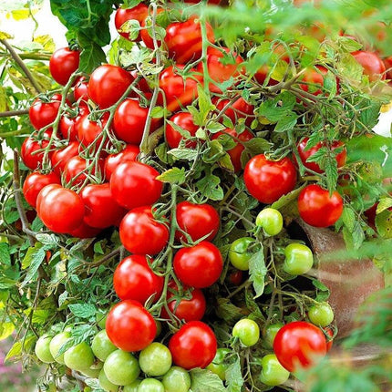 „Tumbling Tom Red” pomidor koktajlowy - Sadzonka - Niezłe Ziółko
