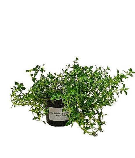 Tymianek Cytrynowy - Sadzonka - Zioła w doniczce - Niezłe Ziółko
